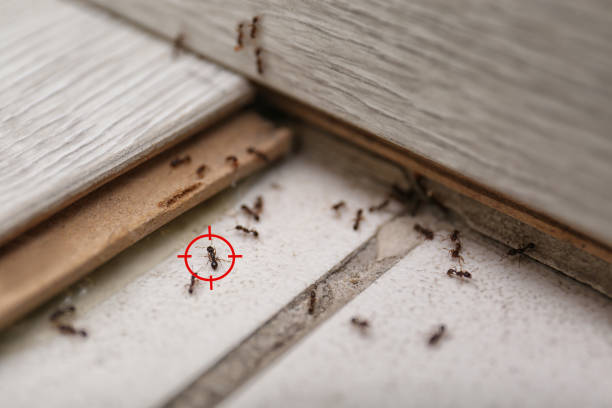 Pest Prevention Services in Millbury, OH