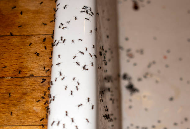 Best Pest Removal Services  in Millbury, OH