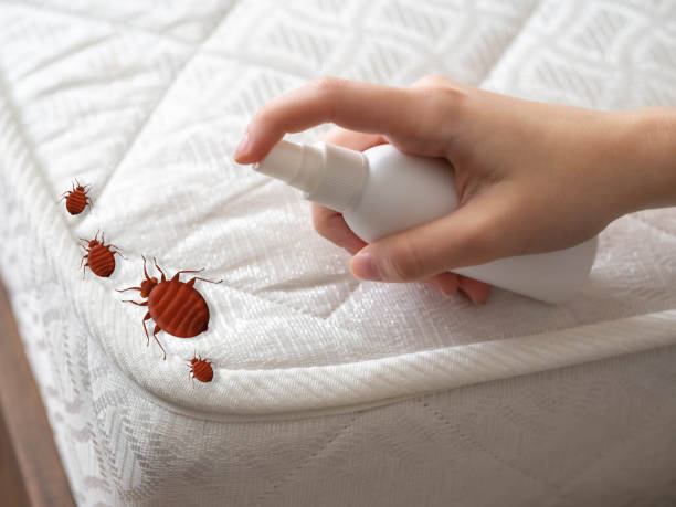Best Bed Bug Extermination  in Millbury, OH